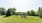 Grassy area with trees