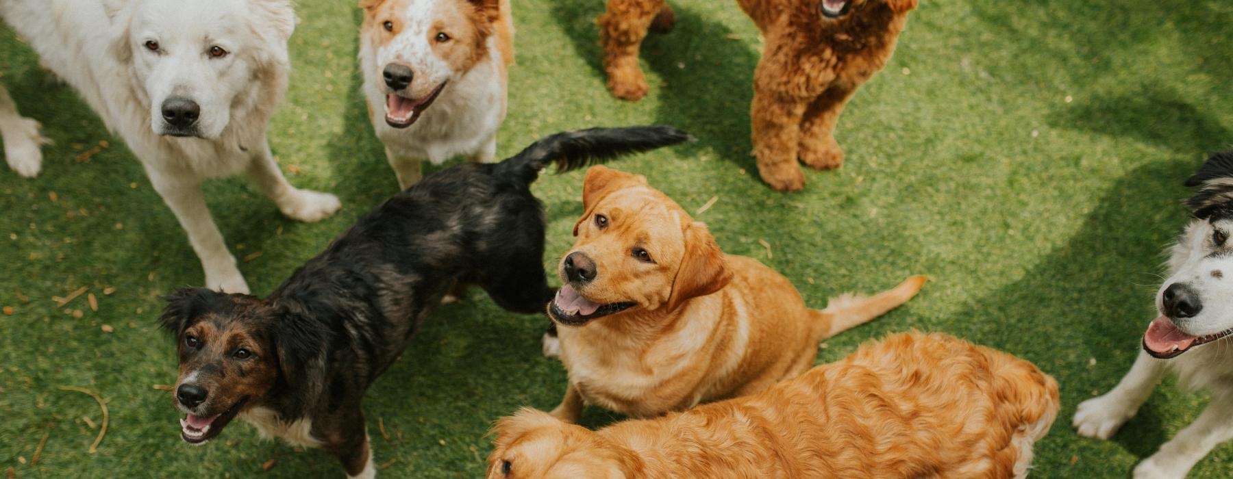 a group of dogs standing on grass