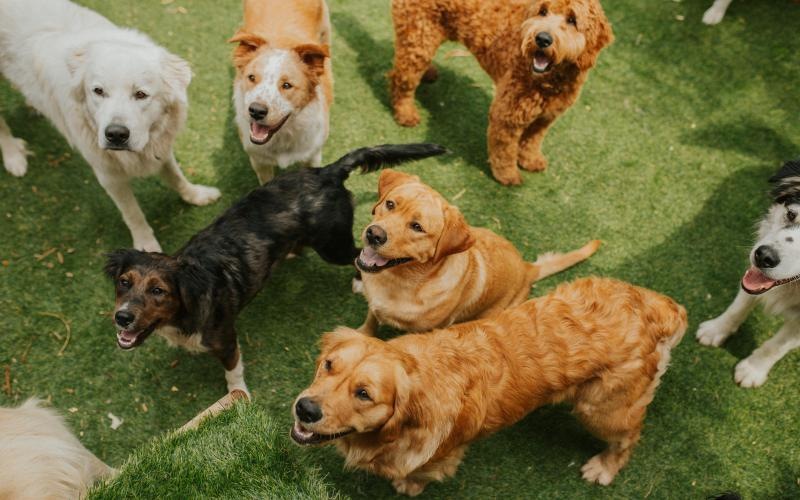 a group of dogs standing on grass